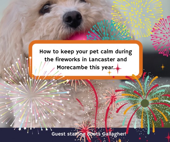 How to keep your pet calm during the fireworks in Lancaster and Morecambe this year.
