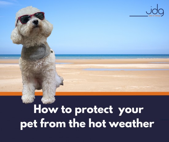 How to Keep Your Pet Cool in Lancaster and Morecambe